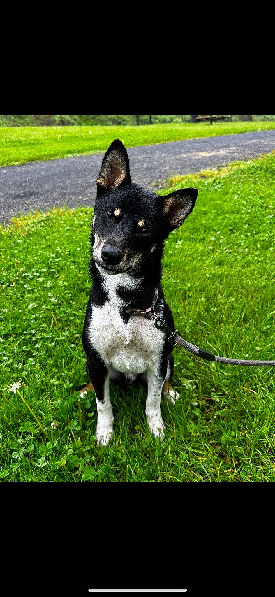 Bear Bear is registered to the contest to win money with this photo: canidae, carnivore, collar, companion_dog, dog, dog_breed, dog_collar, grass, grassland, groundcover, herding_dog, mcnab, non_sporting_group, paw, plant, sporting_group, tail, whiskers, working_animal, working_dog