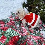 Gracie is registered to the contest to win money with this photo: dog, white_dog, small_dog, pet, christmas_costume, santa_outfit, blanket, plaid_pattern, snow, outdoor, winter, greenery, bush, festive, holiday, cute, fur, animal, seasonal, cold