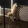 animal, blur, canine, dark, dog, evening, fence, fluffy, home, lattice, night, outdoor, pet, porch, quiet, railing, standing, tail, window_screen, wooden_floor