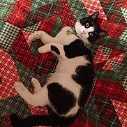 Skye is registered to the contest to win money with this photo: cat, black_and_white, pet, animal, lying_down, quilt, patterned, fabric, indoor, cute, curious, fur, whiskers, green_bow_tie, resting, cozy, looking_up, domestic, feline, playful