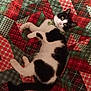 animal, black_and_white, cat, cozy, curious, cute, domestic, fabric, feline, fur, green_bow_tie, indoor, looking_up, lying_down, patterned, pet, playful, quilt, resting, whiskers