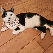 Starr joined the competition — help win amazing prizes! alert, animal, bandana, black_and_white, cat, companion, curious, cute, domestic_cat, ears, feline, fur, indoor, lying_down, paws, pet, tail, whiskers, wooden_floor, young_cat