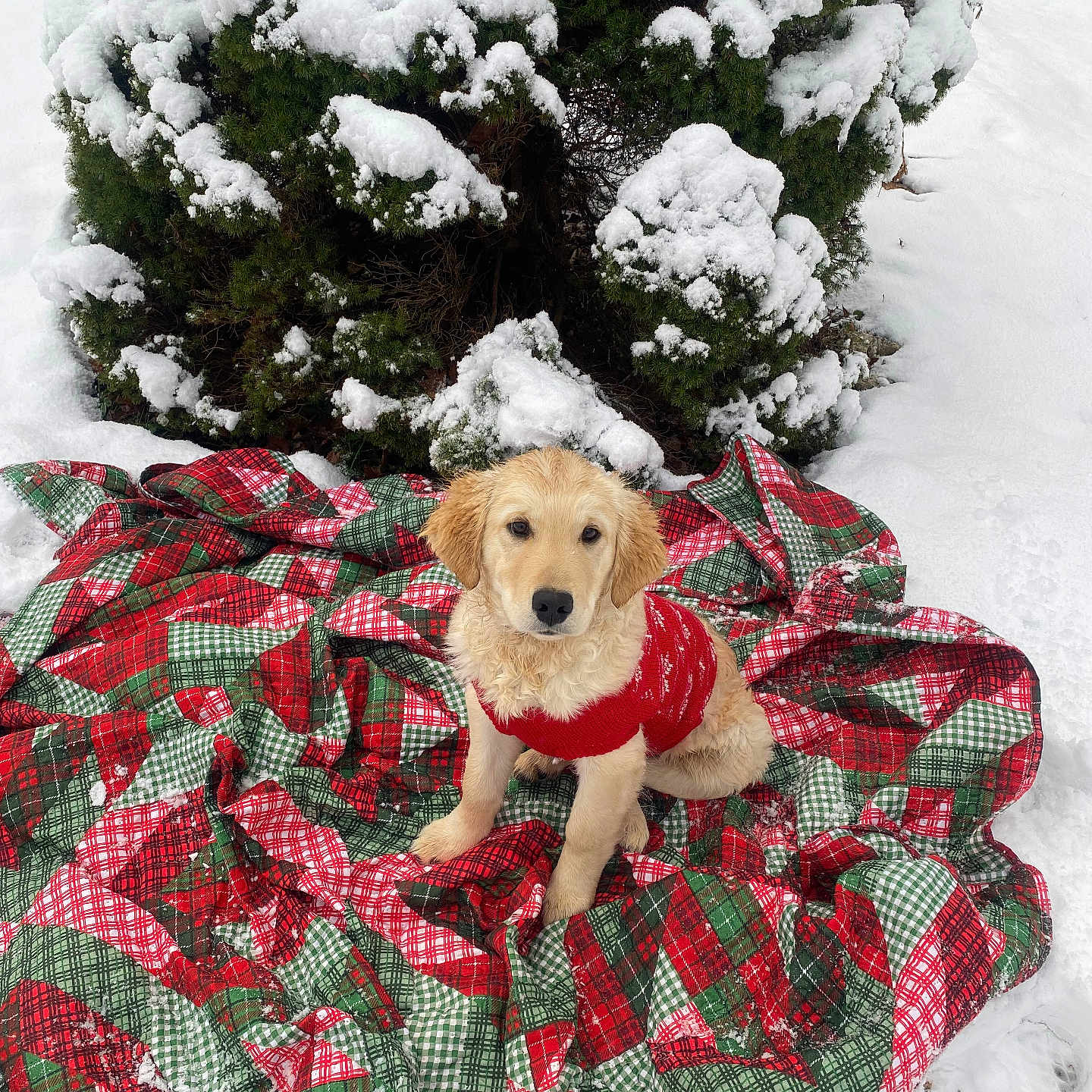 Charlie