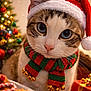 cat, celebration, christmas_tree, closeup, cookies, cute, decorations, festive, green, holiday, holiday_gift, indoor, jingle_bells, ornaments, pet, red, santa_hat, scarf, seasonal, winter