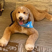 Prince Charming joined the competition — help win amazing prizes! animal, bandana, blue_bandana, canine, carpet, companion, cute, dog, domestic_animal, fluffy, friendly, furry, golden_doodle, happy, indoor, lying_down, mammal, paw_prints, pet, tongue_out