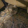 kitten, cat, pet, cables, wires, carpet, rug, sofa, couch, indoor, fluffy, whiskers, eyes, curious, sitting, under_furniture, floor, cords, cozy, low_light