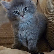 Creature is registered to the contest to win money with this photo: kitten, cat, grey_cat, fluffy, fur, whiskers, green_eyes, closeup, portrait, sitting, couch, blanket, indoor, pet, domestic_cat, adorable, small_paw, soft_texture, young, fuzzy