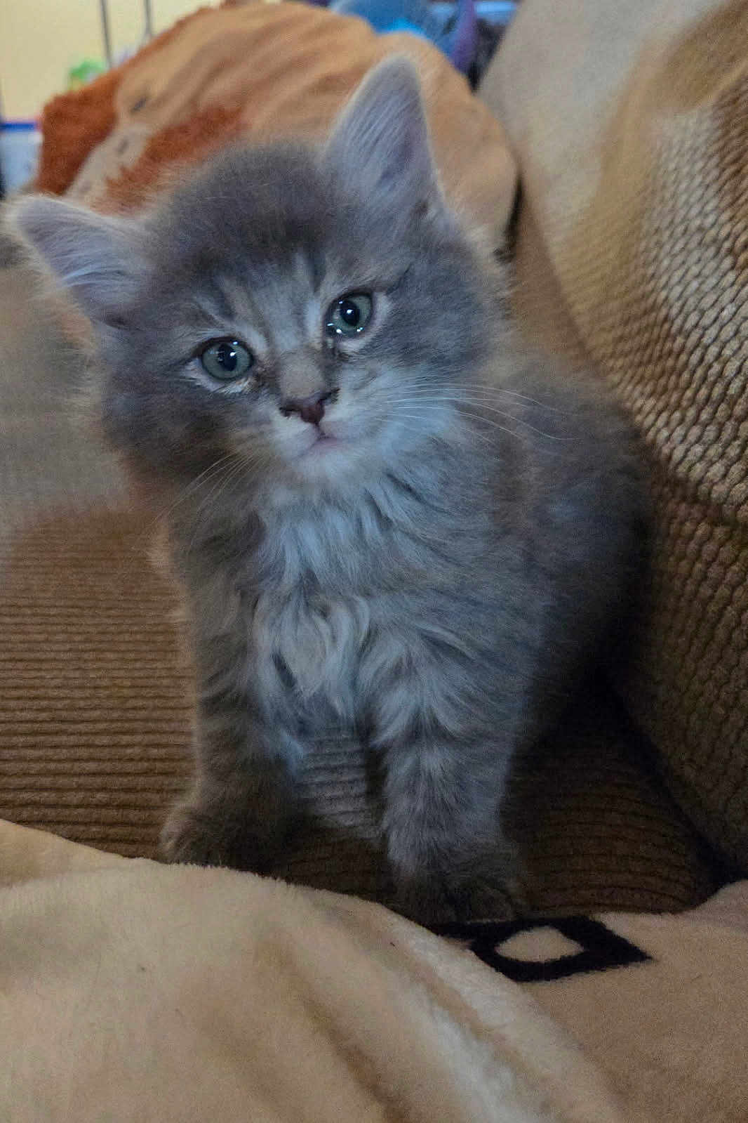 Creature is registered to the contest to win money with this photo: kitten, cat, grey_cat, fluffy, fur, whiskers, green_eyes, closeup, portrait, sitting, couch, blanket, indoor, pet, domestic_cat, adorable, small_paw, soft_texture, young, fuzzy