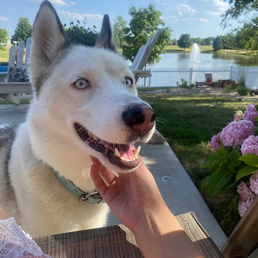 Lana Faye joined the competition — help win amazing prizes! carnivore, cloud, collar, companion_dog, dog, dog_breed, dog_collar, fang, flower, gesture, happy, herding_dog, leisure, petal, plant, recreation, sky, spitz, tree, water