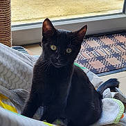 Asha a rejoint le concours — aidez-le/la à gagner de superbes lots ! abyssinian, animal, bed, blackcat, blanket, cat, chair, couch, cushion, egyptiancat, furniture, homedecor, kitten, machine, manx, pet, quilt, towel, wheel