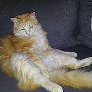 Garfield participe au concours pour gagner de l'argent avec cette photo :