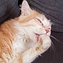 Garfield participe au concours pour gagner de l'argent avec cette photo :