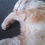 Garfield participe au concours pour gagner de l'argent avec cette photo :