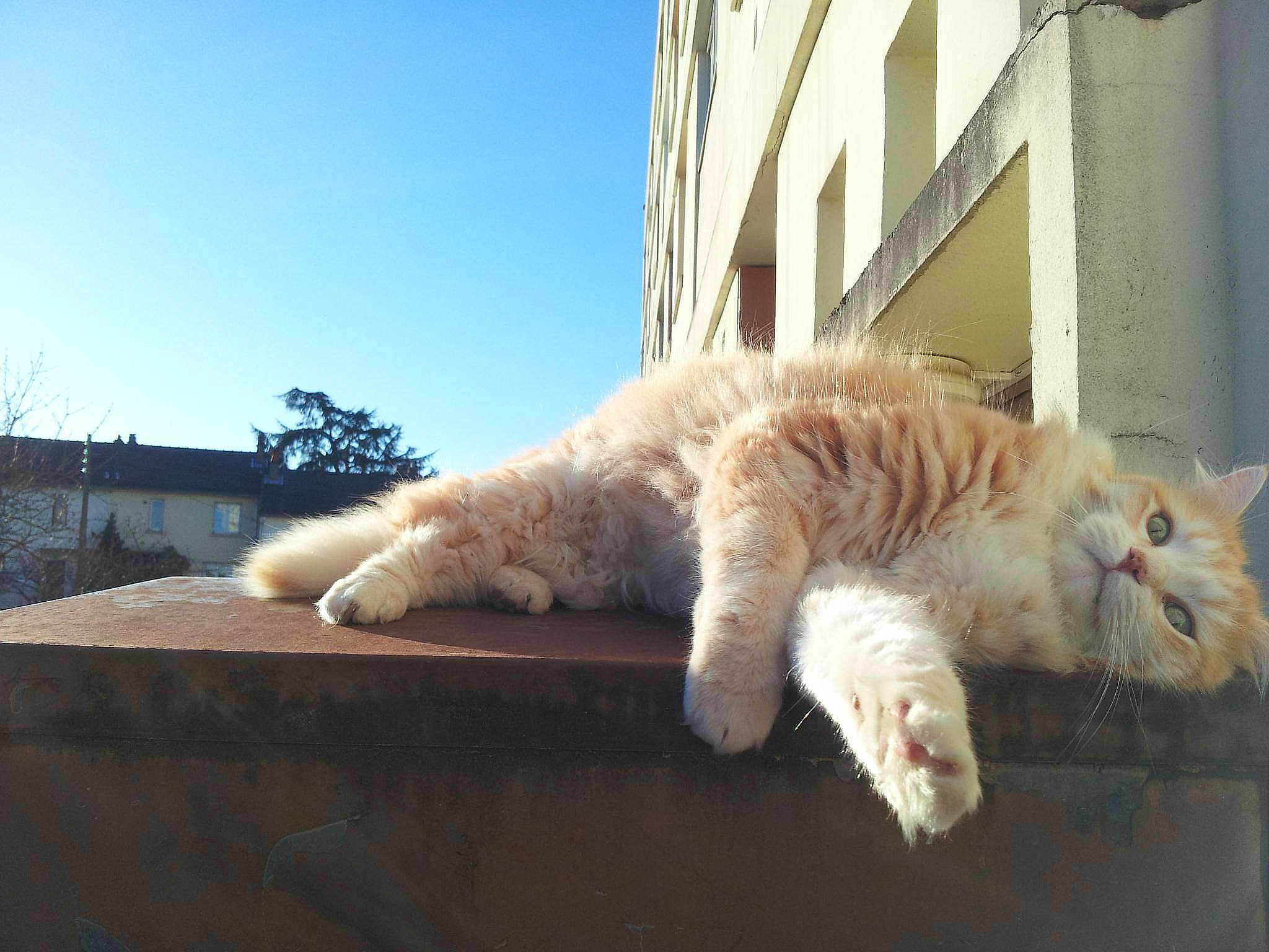 Garfield