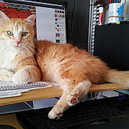 Garfield a rejoint le concours — aidez-le/la à gagner de superbes lots !