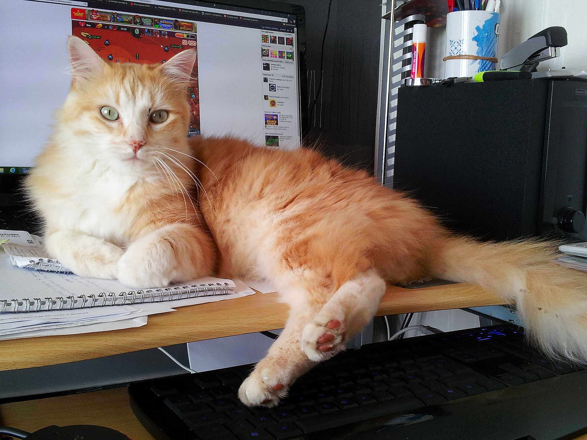 Garfield