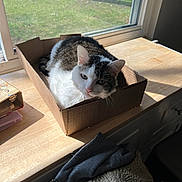 Buddy joined the competition — help win amazing prizes! animal, backyard, cardboard_box, cat, closeup, cozy, curious, daylight, domestic_cat, feline, greenery, household, indoor, pet, relaxing, resting, sunlight, window, window_screen, wooden_surface