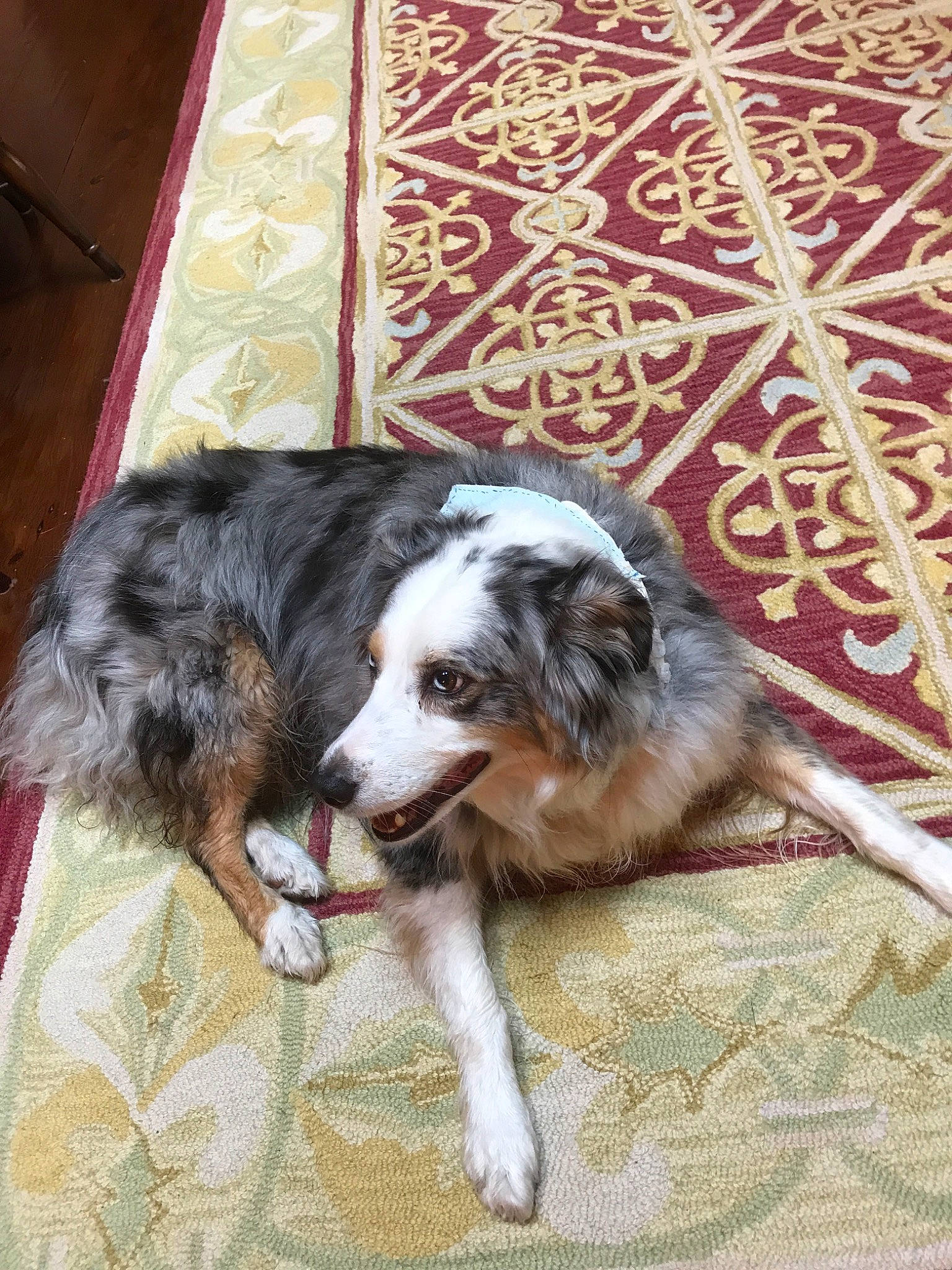 Oliver joined the competition — help win amazing prizes! australian_collie, australian_shepherd, border_collie, canidae, carnivore, companion_dog, dog, dog_breed, herding_dog, mammal, miniature_australian_shepherd, rare_breed_dog, sporting_group, vertebrate, welsh_sheepdog, working_dog