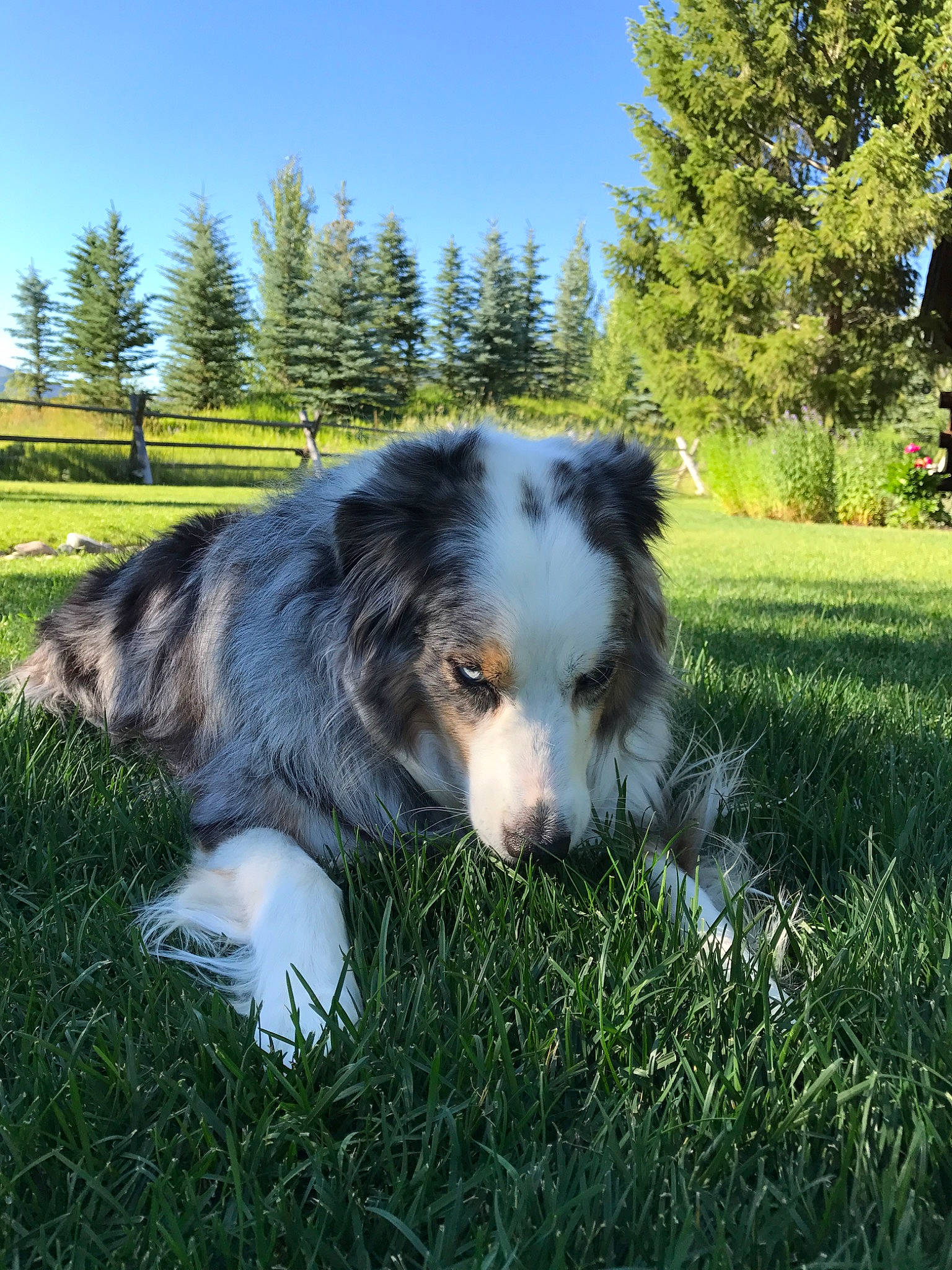 Oliver joined the competition — help win amazing prizes! australian_collie, australian_shepherd, border_collie, canidae, carnivore, companion_dog, dog, dog_breed, grass, herding_dog, mammal, miniature_australian_shepherd, plant, scotch_collie, shetland_sheepdog, sky, sporting_group, tree, vertebrate, welsh_sheepdog