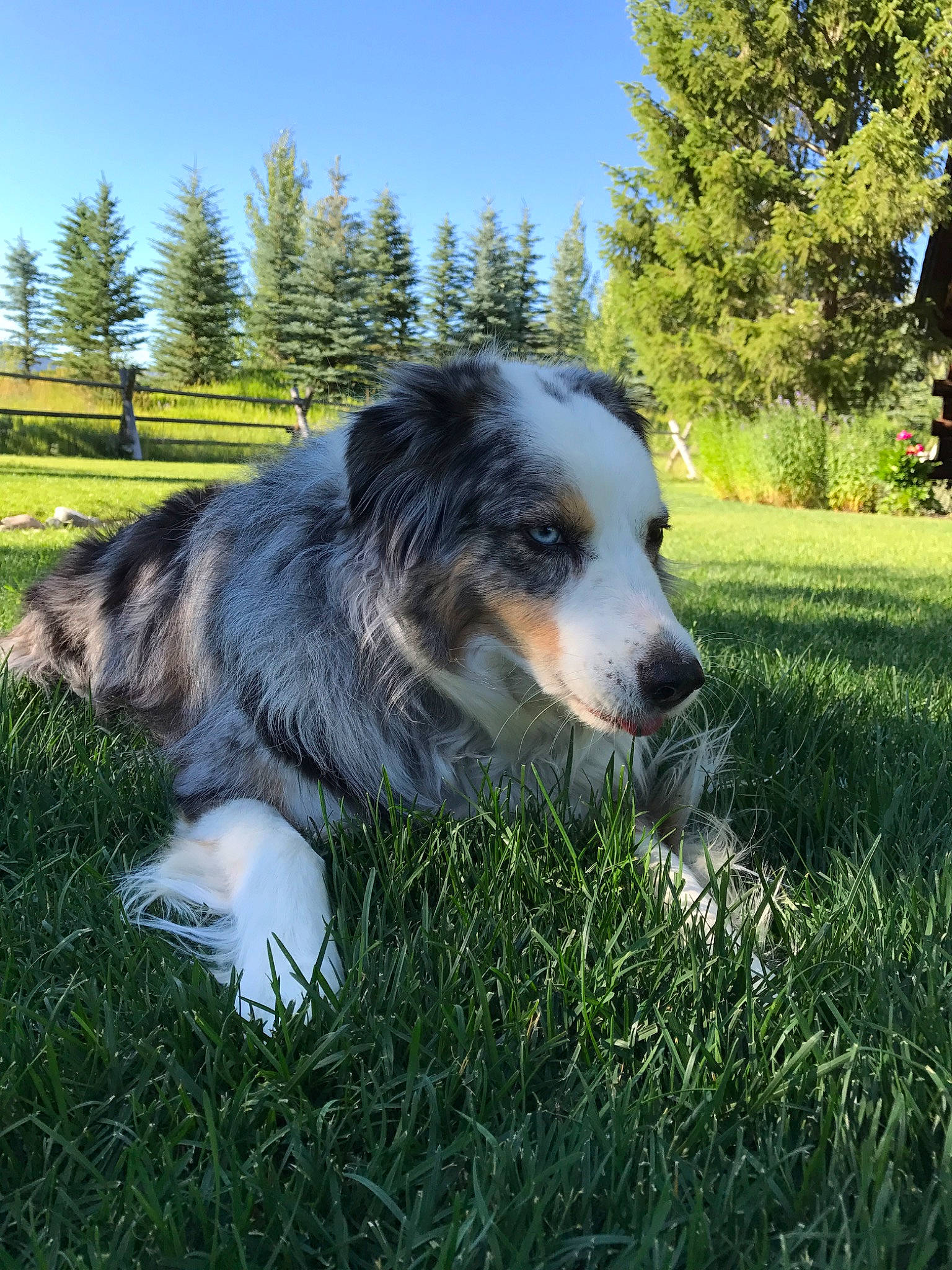 Oliver joined the competition — help win amazing prizes! australian_collie, australian_shepherd, border_collie, canidae, carnivore, companion_dog, dog, dog_breed, english_shepherd, grass, herding_dog, mammal, miniature_australian_shepherd, plant, rare_breed_dog, sporting_group, tree, vertebrate, welsh_sheepdog, working_dog