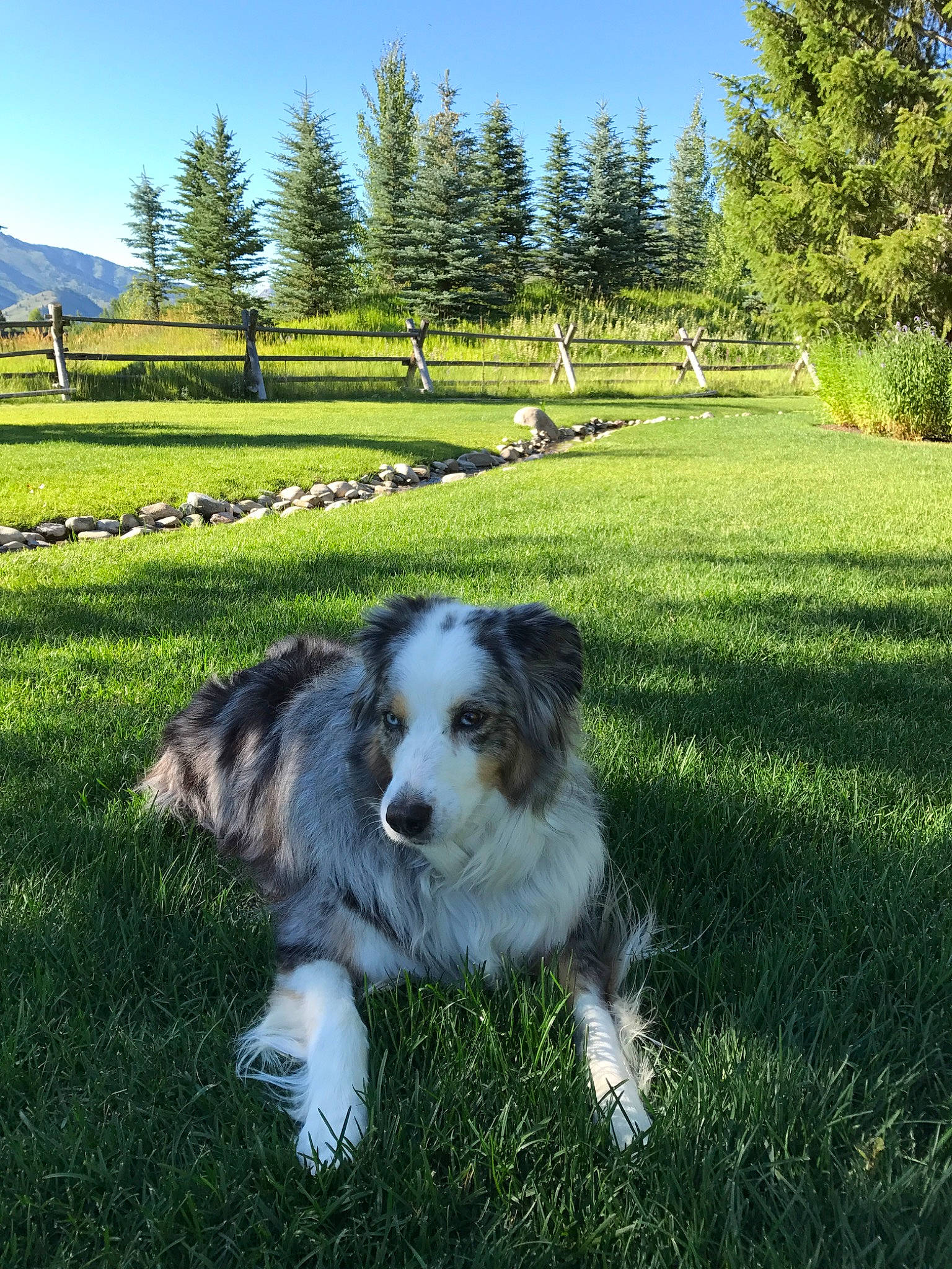 Oliver joined the competition — help win amazing prizes! australian_shepherd, border_collie, canidae, carnivore, companion_dog, dog, dog_breed, english_shepherd, grass, herding_dog, lawn, mammal, meadow, miniature_australian_shepherd, plant, rare_breed_dog, sporting_group, tornjak, tree, working_dog