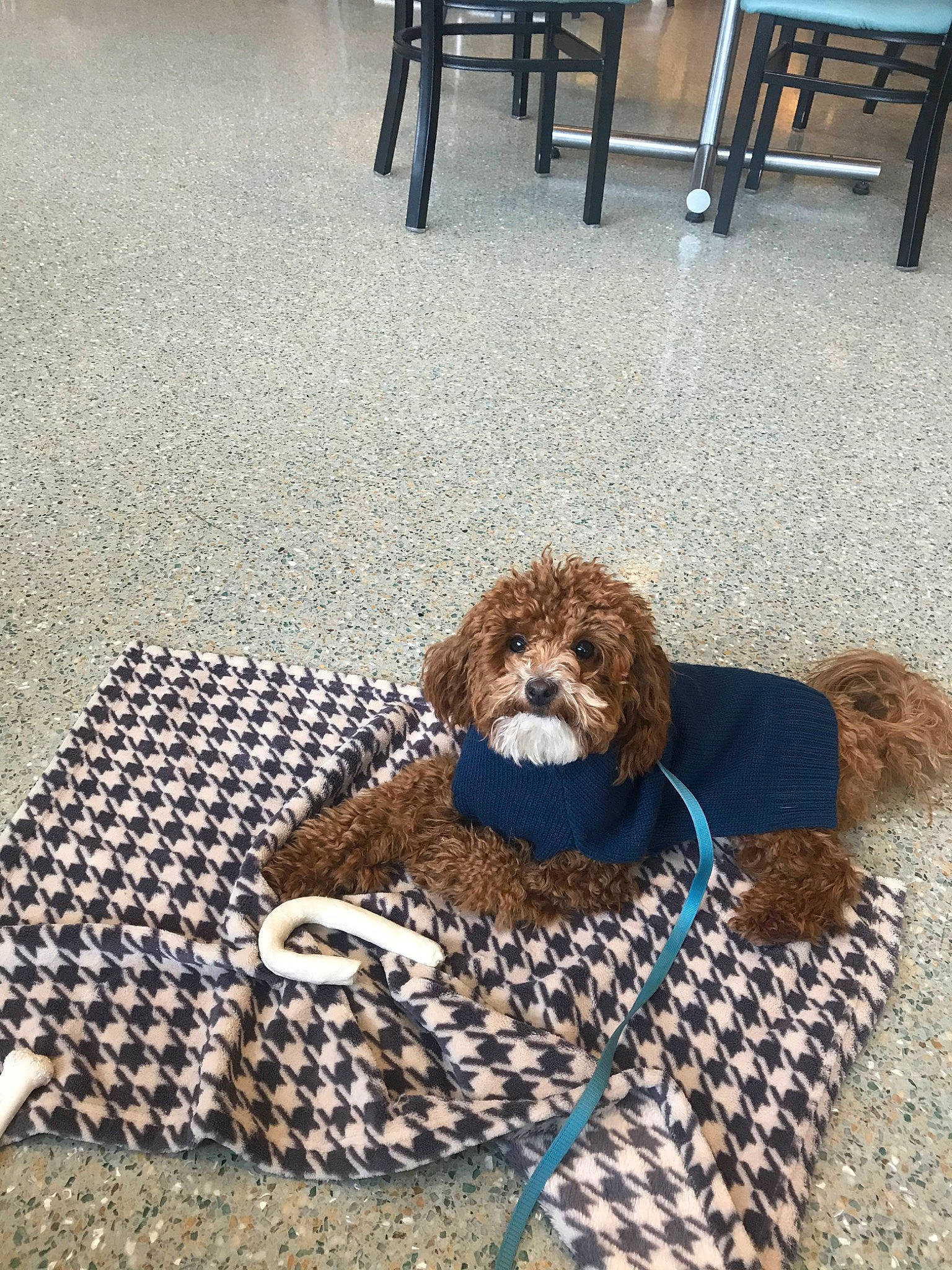 Charlie Rose joined the competition — help win amazing prizes! canidae, carnivore, cavachon, cavapoo, cockapoo, companion_dog, dog, dog_breed, floor, flooring, goldendoodle, labradoodle, maltepoo, miniature_poodle, poodle, poodle_crossbreed, puppy, sporting_group, toy_dog, toy_poodle