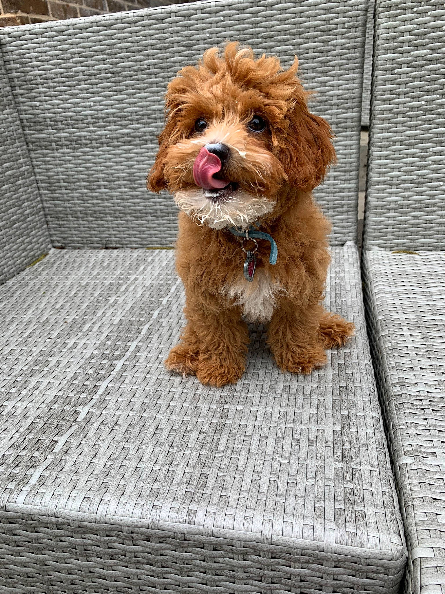 Charlie Rose joined the competition — help win amazing prizes! canidae, carnivore, cavachon, cavapoo, cockapoo, companion_dog, dog, dog_breed, havanese, maltepoo, mammal, miniature_poodle, poodle, poodle_crossbreed, puppy, schnoodle, shih_poo, toy_poodle, vertebrate, yorkipoo