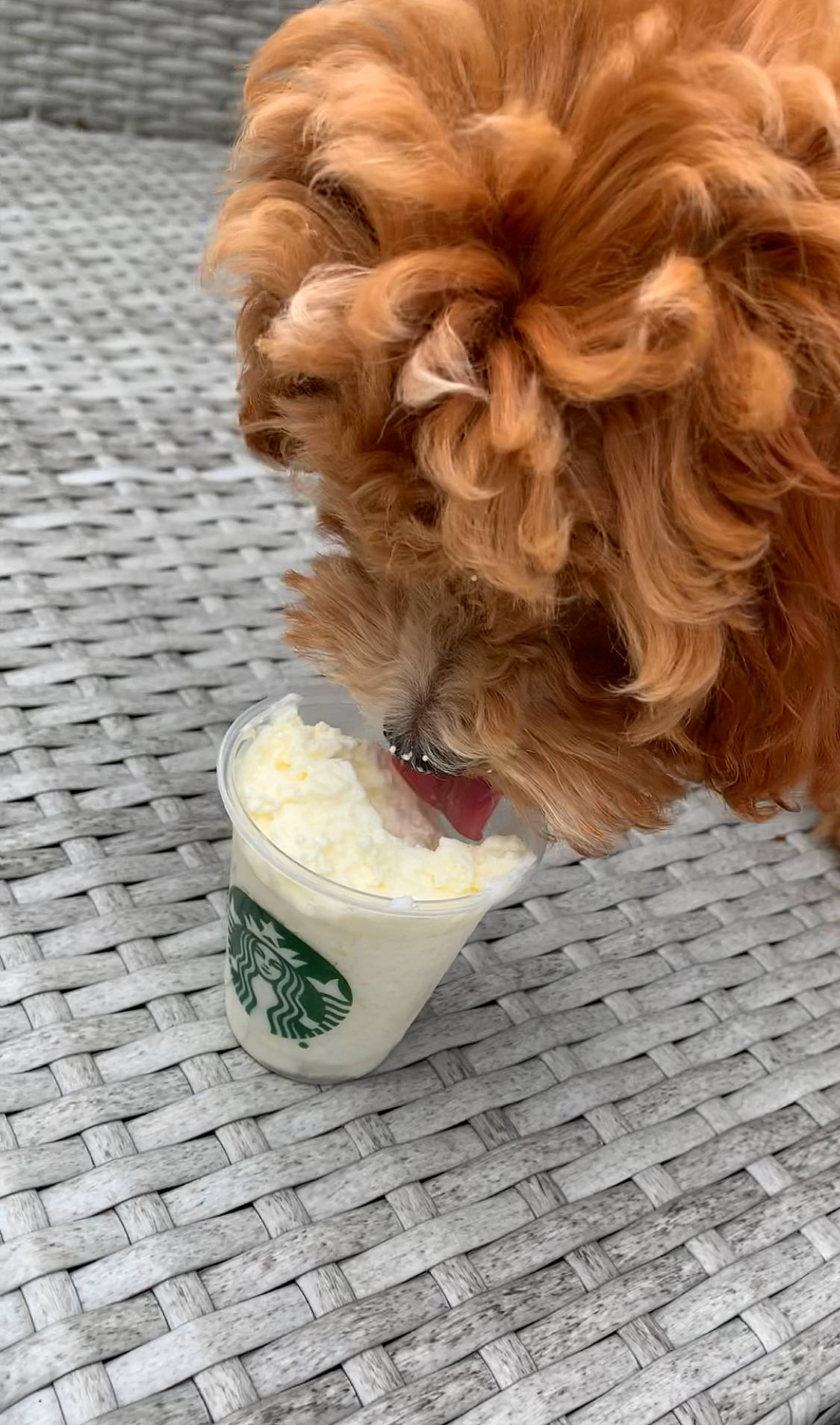 Charlie Rose joined the competition — help win amazing prizes! canidae, companion_dog, dairy, dessert, dog, dog_breed, fawn, food, fur, hair, hairstyle, ice_cream, long_hair