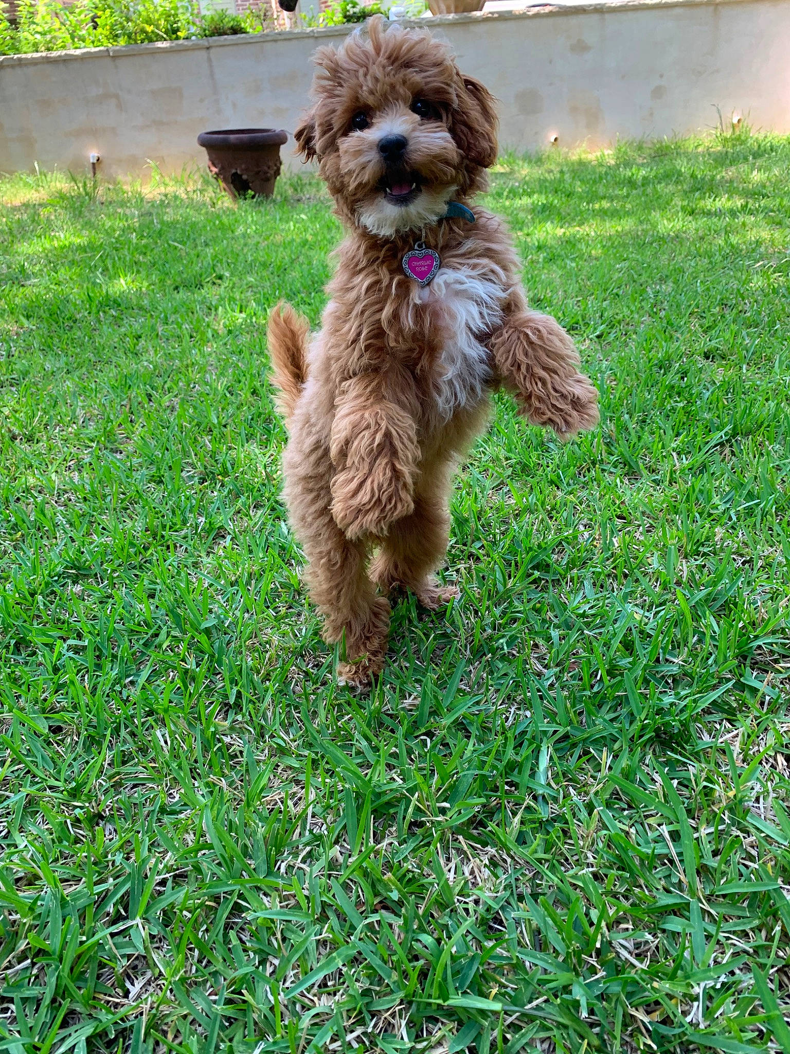 Charlie Rose is registered to the contest to win money with this photo: bolonka, canidae, carnivore, cavapoo, cockapoo, companion_dog, dog, dog_breed, grass, liver, maltepoo, mammal, poodle_crossbreed, puppy, rare_breed_dog, schnoodle, sporting_group, sporting_lucas_terrier, toy_poodle, vertebrate