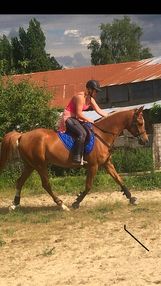 Shadan a rejoint le concours — aidez-le/la à gagner de superbes lots ! animal_sports, bridle, equestrian_sport, equestrianism, equitation, halter, horse, horse_supplies, horse_tack, mammal, mane, mare, mustang_horse, outdoor_recreation, recreation, rein, saddle, stallion, vertebrate, western_riding