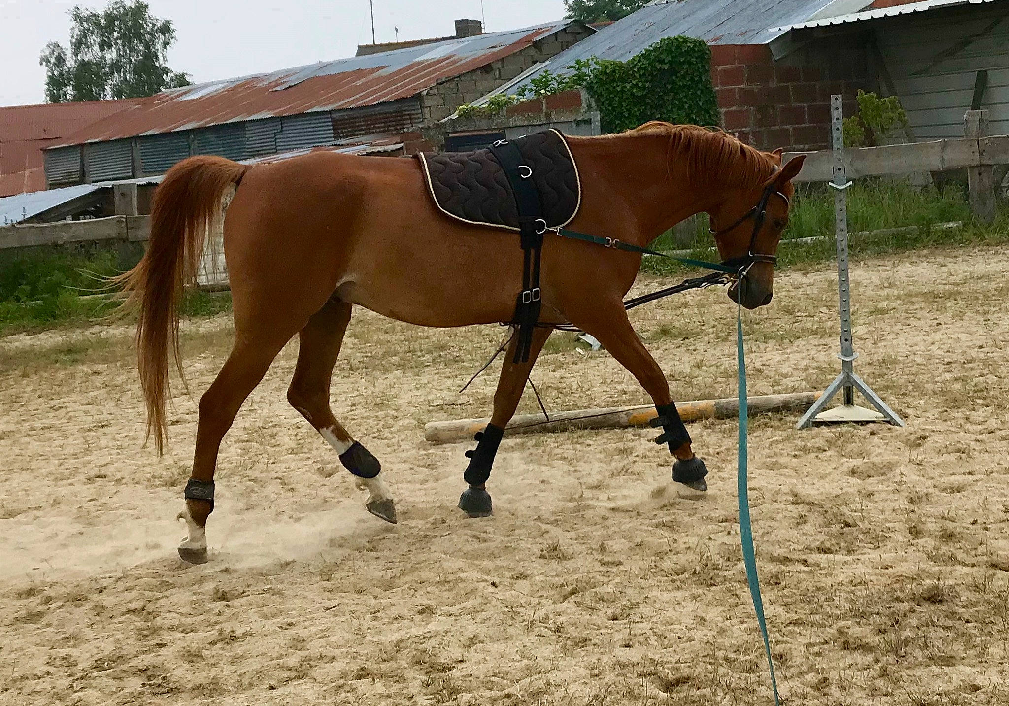Shadan participe au concours pour gagner de l'argent avec cette photo : bit, bridle, halter, horse, horse_harness, horse_supplies, horse_tack, liver, mammal, mane, mare, mustang_horse, pack_animal, rein, saddle, snout, sorrel, stallion, vertebrate, working_animal