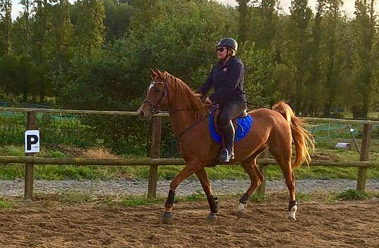 Shadan participe au concours pour gagner de l'argent avec cette photo : animal_sports, bridle, endurance_riding, equestrian, equestrian_sport, equestrianism, equitation, halter, horse, horse_supplies, horse_tack, mammal, mane, mare, outdoor_recreation, recreation, rein, saddle, stallion, vertebrate