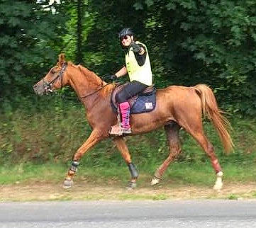 Shadan a rejoint le concours — aidez-le/la à gagner de superbes lots ! animal_sports, bridle, endurance_riding, english_riding, equestrian_sport, equestrianism, halter, horse, horse_supplies, horse_tack, mammal, mane, outdoor_recreation, recreation, rein, saddle, stallion, trail_riding, vertebrate, western_riding