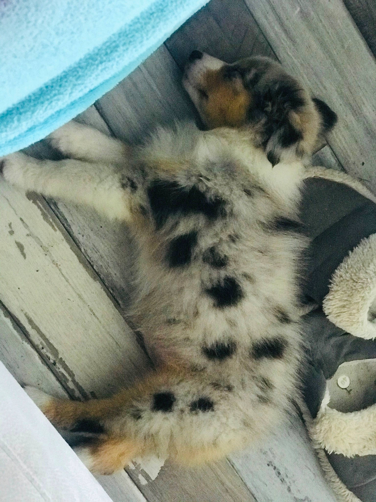 Pearl Du Clos Des Duchesses a rejoint le concours — aidez-le/la à gagner de superbes lots ! australian_shepherd, canidae, carnivore, dog, dog_breed, fur, miniature_australian_shepherd, non_sporting_group, puppy