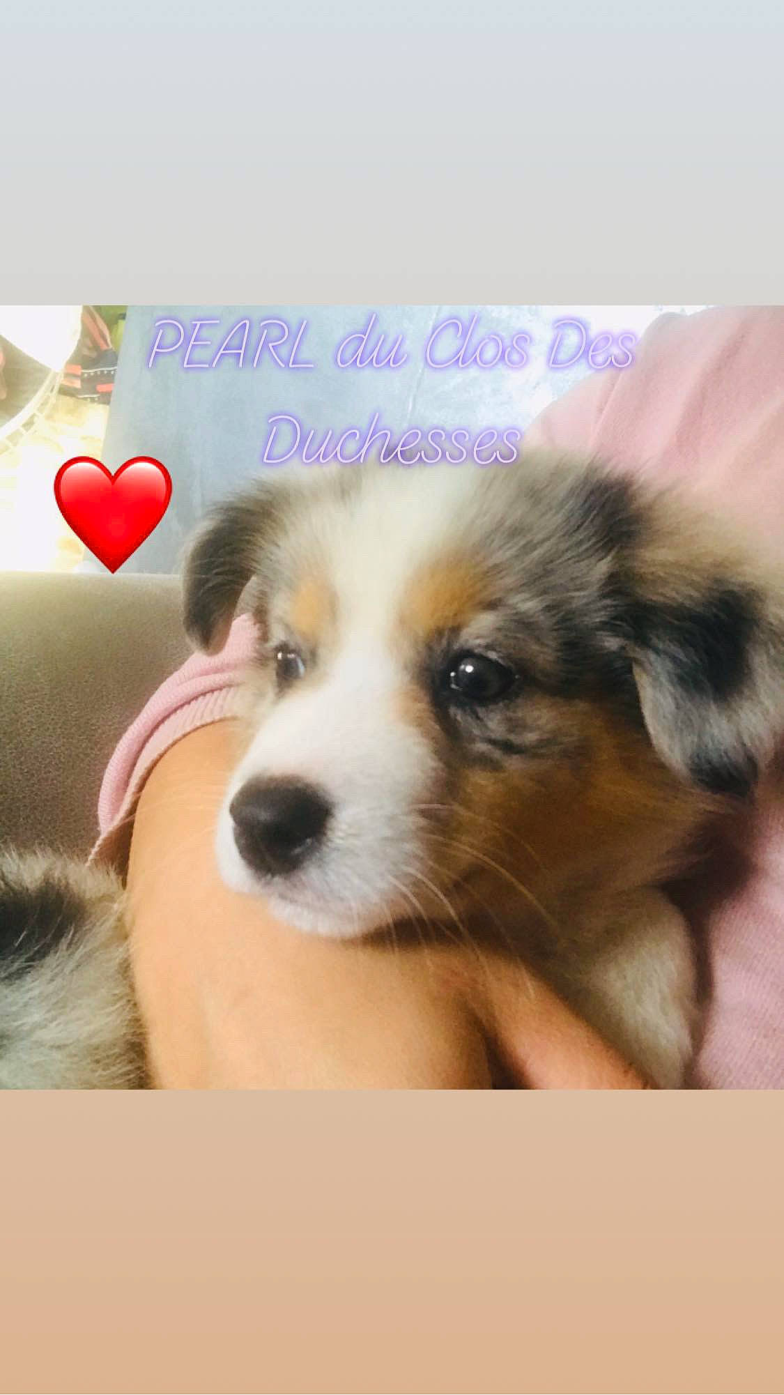 Pearl Du Clos Des Duchesses participe au concours pour gagner de l'argent avec cette photo : australian_shepherd, canidae, carnivore, companion_dog, dog, dog_breed, herding_dog, love, mammal, miniature_australian_shepherd, puppy, puppy_love, scotch_collie, snout, vertebrate