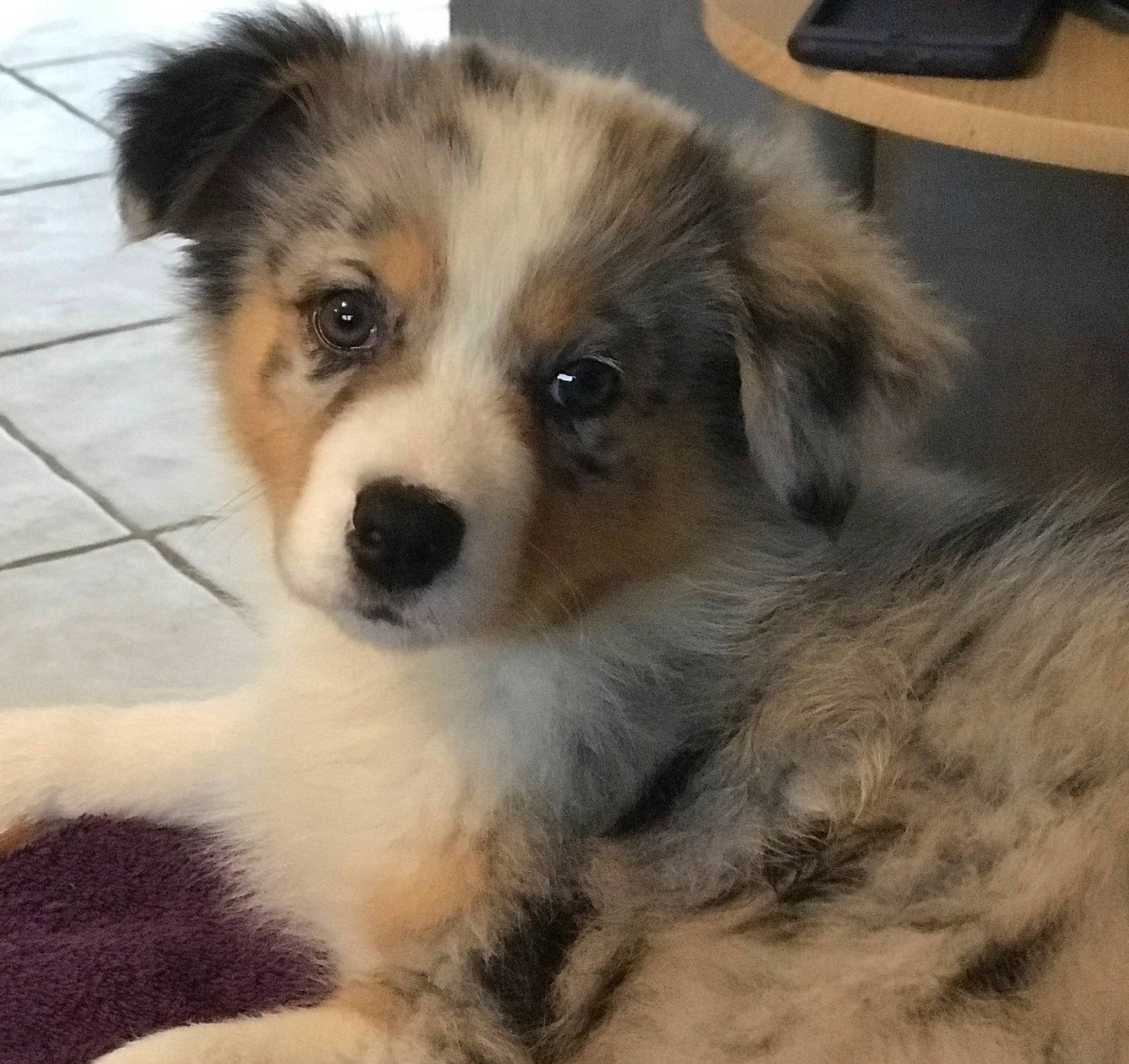 Pearl Du Clos Des Duchesses