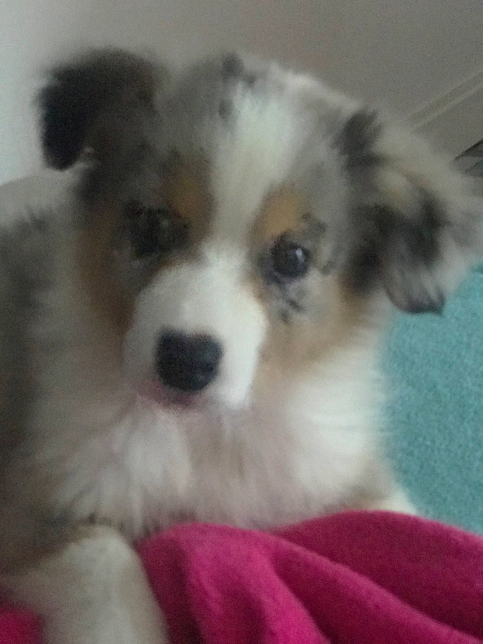 Pearl Du Clos Des Duchesses participe au concours pour gagner de l'argent avec cette photo : australian_shepherd, border_collie, canidae, carnivore, companion_dog, dog, dog_breed, mammal, miniature_australian_shepherd, puppy, rare_breed_dog, snout, sporting_group, vertebrate