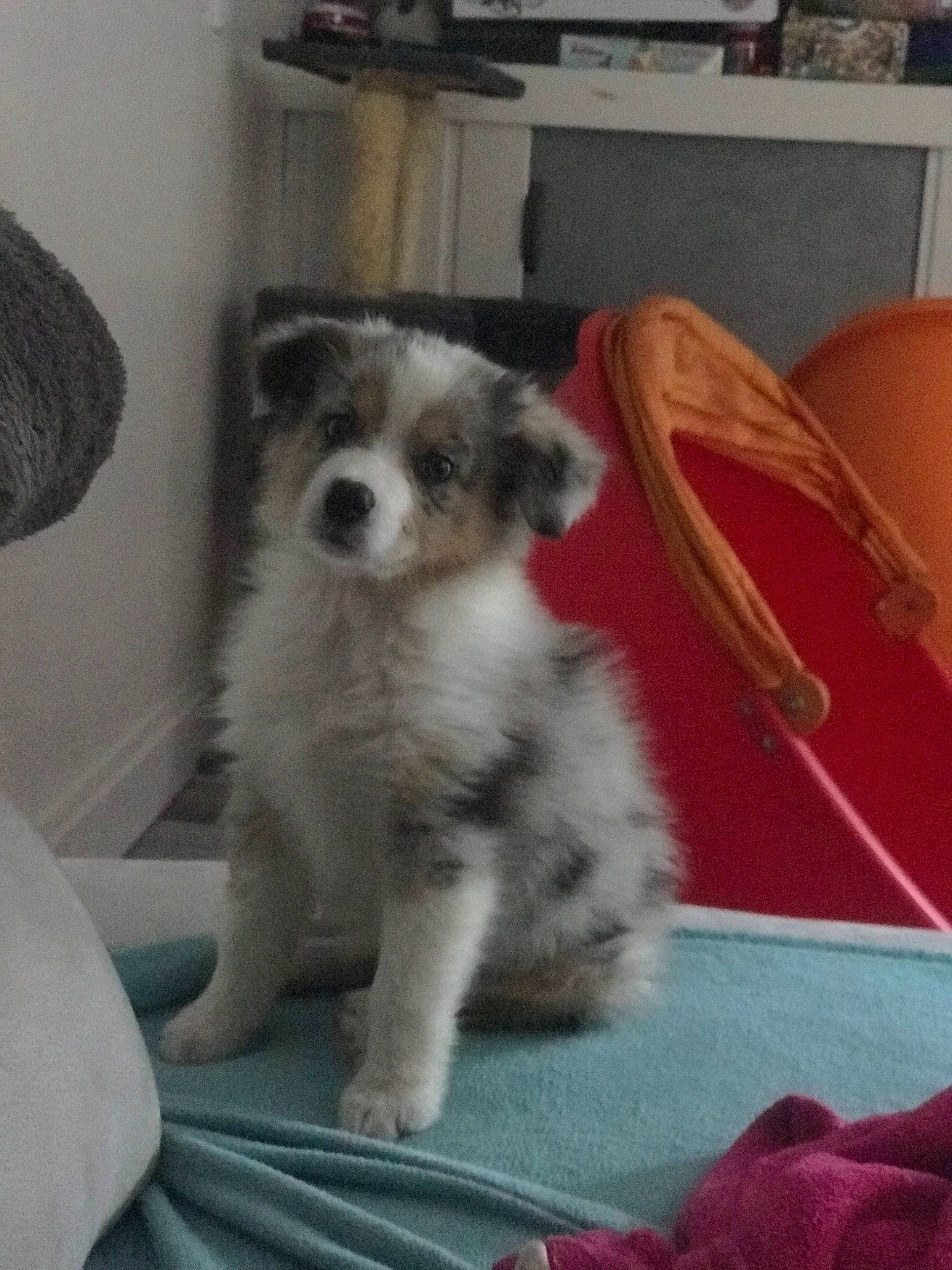 Pearl Du Clos Des Duchesses participe au concours pour gagner de l'argent avec cette photo : australian_shepherd, border_collie, canidae, carnivore, companion_dog, dog, dog_breed, mammal, miniature_australian_shepherd, puppy, sporting_group, vertebrate