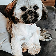 Shana a rejoint le concours — aidez-le/la à gagner de superbes lots ! dog, puppy, fluffy, pet, cute, indoor, couch, fur, animal, companion, small_dog, face, brown, white, ears, tail, sitting, domestic, cute_pet, relaxed