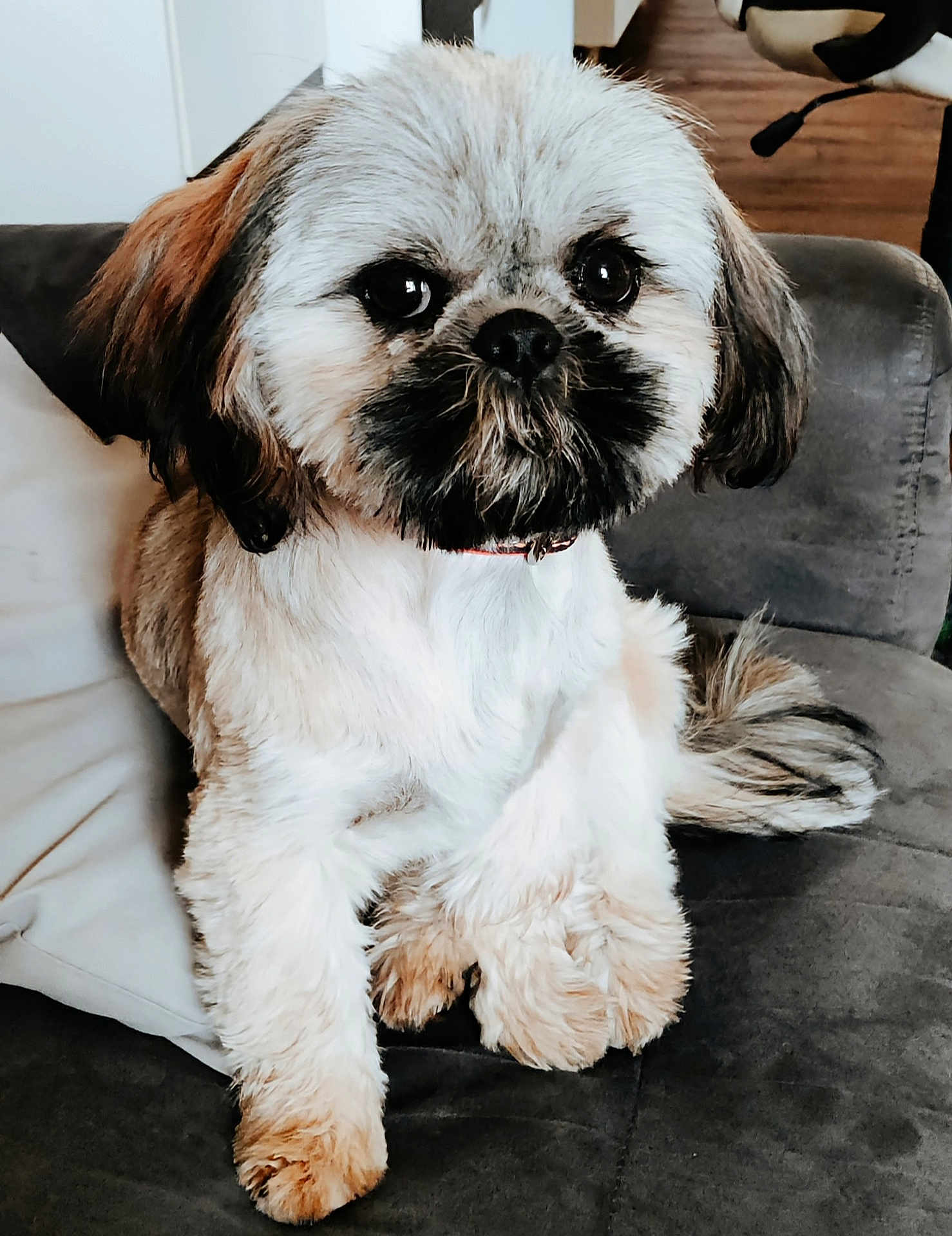 Shana a rejoint le concours — aidez-le/la à gagner de superbes lots ! dog, puppy, fluffy, pet, cute, indoor, couch, fur, animal, companion, small_dog, face, brown, white, ears, tail, sitting, domestic, cute_pet, relaxed