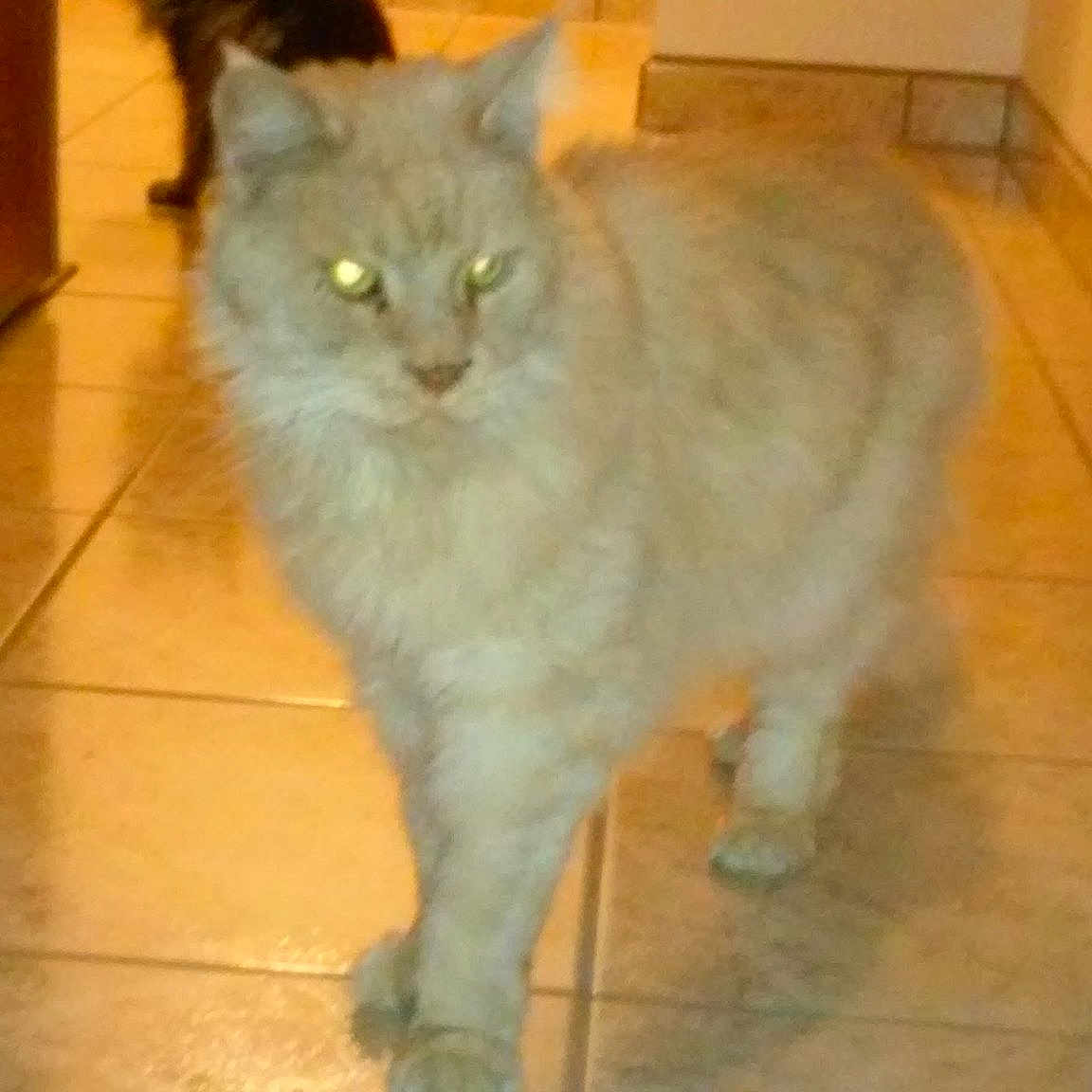 Fétiche