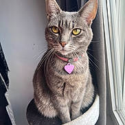 Mesrine a rejoint le concours — aidez-le/la à gagner de superbes lots ! animal, cat, cat_perch, collar, cozy, curtain, cute, domestic_cat, feline, fur, gray_tabby, heart_tag, indoor, natural_light, pet, portrait, sitting, whiskers, window, yellow_eyes
