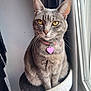 animal, cat, cat_perch, collar, cozy, curtain, cute, domestic_cat, feline, fur, gray_tabby, heart_tag, indoor, natural_light, pet, portrait, sitting, whiskers, window, yellow_eyes