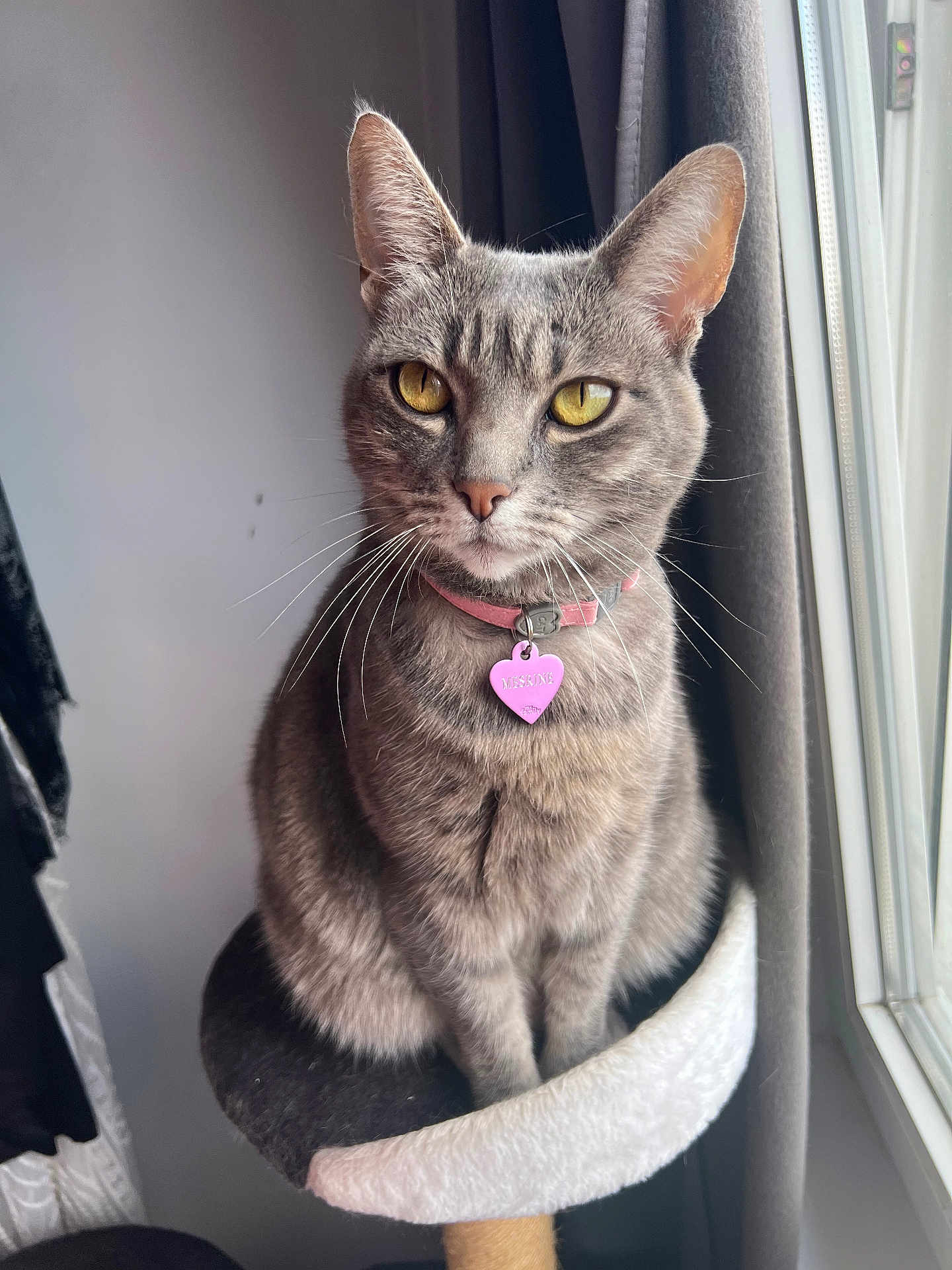 Mesrine a rejoint le concours — aidez-le/la à gagner de superbes lots ! animal, cat, cat_perch, collar, cozy, curtain, cute, domestic_cat, feline, fur, gray_tabby, heart_tag, indoor, natural_light, pet, portrait, sitting, whiskers, window, yellow_eyes
