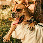 Brigitte participe au concours pour gagner de l'argent avec cette photo : dog, french_bulldog, pet, animal, portrait, outdoor, person, carrying, happy, panting, tongue, open_mouth, pointed_ears, short_hair, brown_dog, collar, leash, greenery, bokeh, sunlight