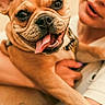 Brigitte participe au concours pour gagner de l'argent avec cette photo : dog, bulldog, pet, animal, portrait, close_up, happy, smiling, tongue, lying_down, cuddling, human, person, indoor, warm_lighting, brown_fur, collar, wrinkles, eyes, photography