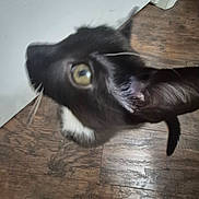 Finn joined the competition — help win amazing prizes! animal, black_cat, blur, cat, close_up, curious, domestic_animal, door, eye, feline, floor, fur, household, indoor, looking_up, pet, tilted, whiskers, white_fur, wooden_floor