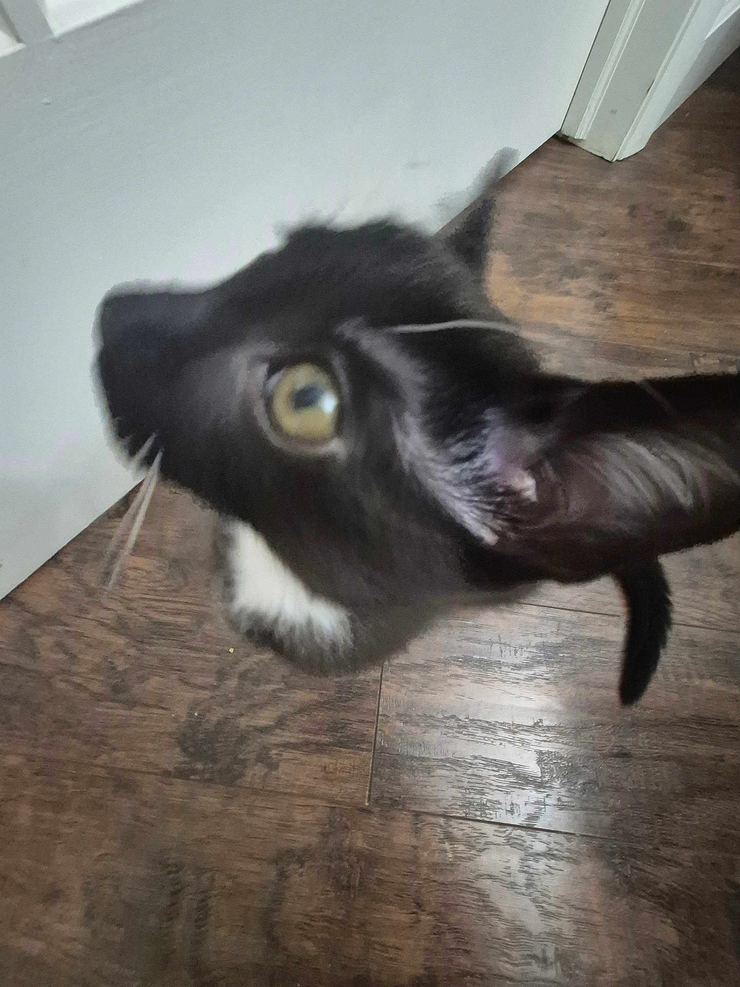 Finn joined the competition — help win amazing prizes! animal, black_cat, blur, cat, close_up, curious, domestic_animal, door, eye, feline, floor, fur, household, indoor, looking_up, pet, tilted, whiskers, white_fur, wooden_floor