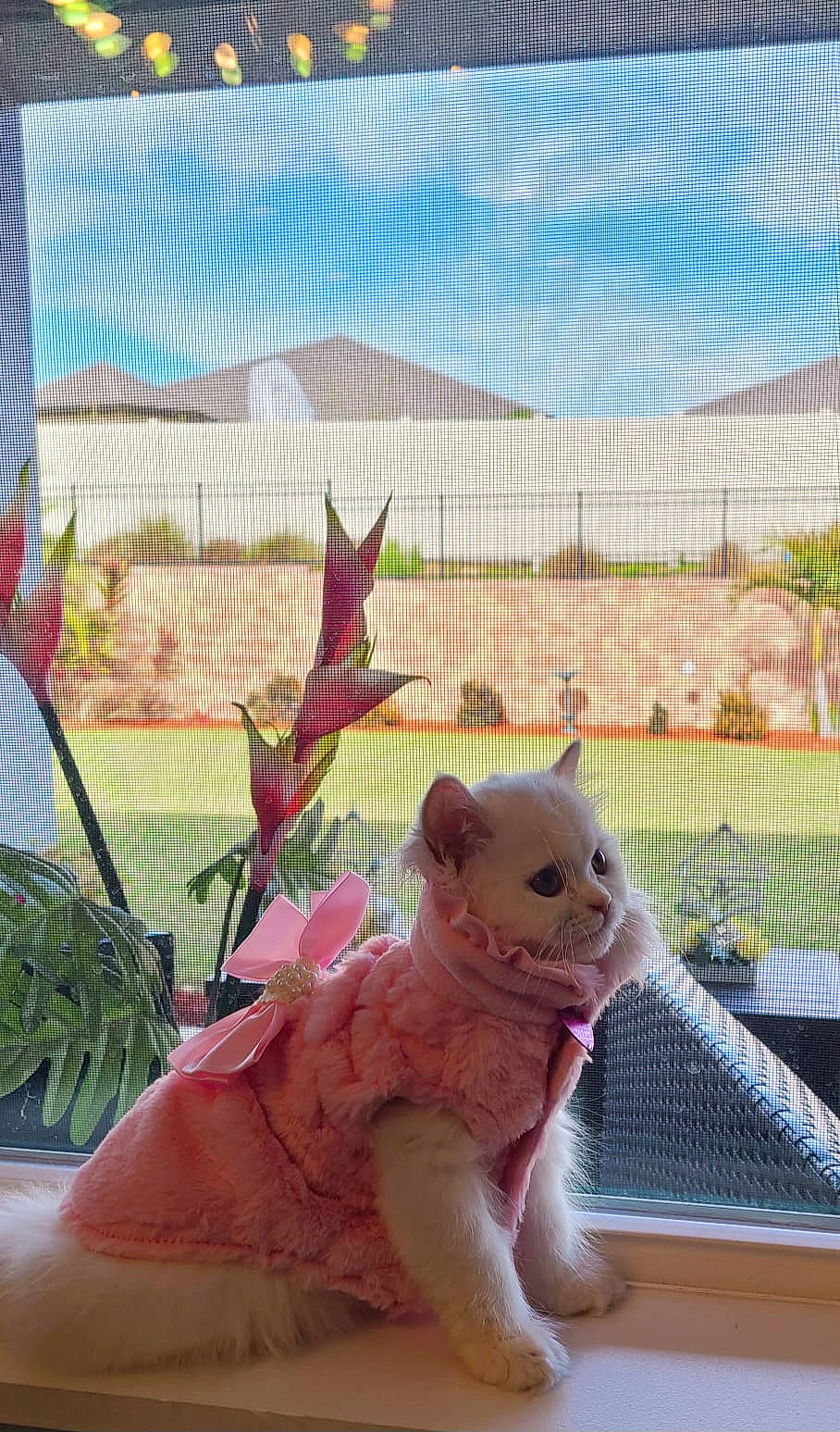 Crystal is registered to the contest to win money with this photo: cat, cloud, domestic_short_haired_cat, fawn, felidae, fur, leisure, line, morning, plant, sky, small_to_medium_sized_cats, stuffed_toy, tail, terrestrial_animal, textile, toy, whiskers, window, wire_fencing