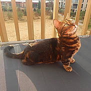 Mika participe au concours pour gagner de l'argent avec cette photo : animal, balcony, bengal_cat, cat, daylight, domestic_cat, feline, fur, green_eyes, looking_up, mesh_surface, nature, outdoor, pet, resting, striped, sunlight, tail, whiskers, wooden_railings